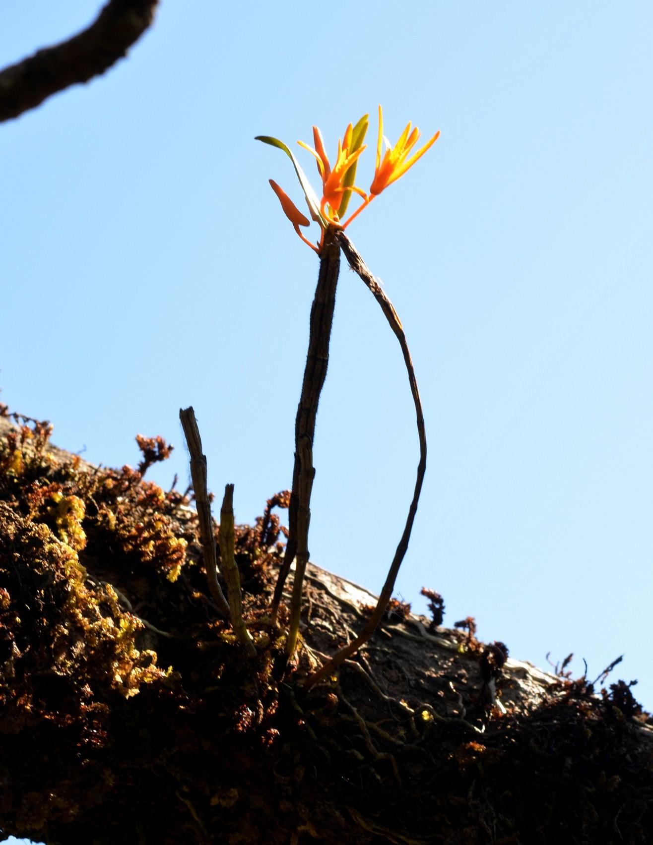 Dendrobium Jerdonianum EFlora Of India